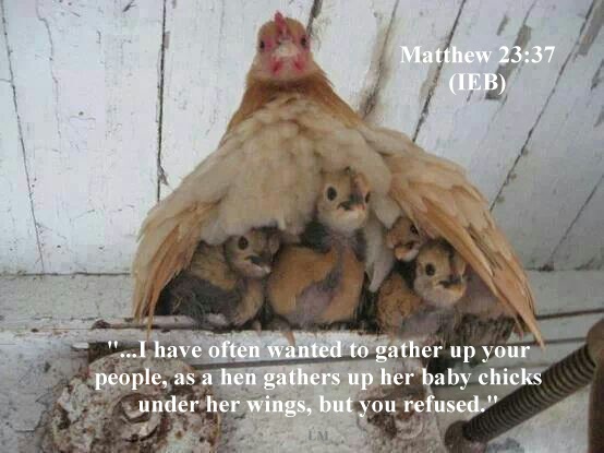 Matthew 23 37 IEB Image International English Bible matthew-23-37-ieb-image-international-english-bible